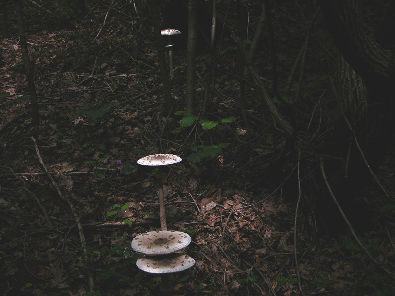 Lepiota e Macrolepiota da determinare.